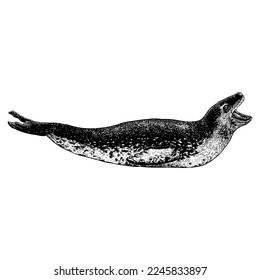 Leopard Seal hand drawing vector isolated on white background.