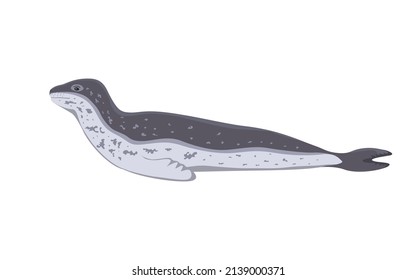 Leopard seal. Vector illustration of northern sea leopard isolated on white background.