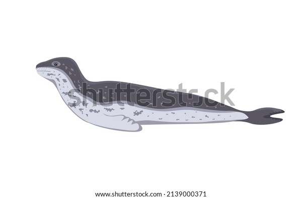 Leopard seal. Vector illustration of northern\
sea leopard isolated on white\
background.