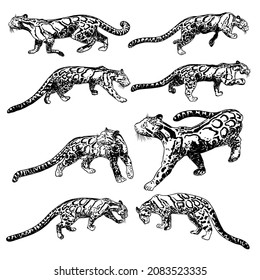 Leopard set, wild cat drawing, Clouded leopard from Himalayan. Hand drawn wildcat hunting. Vector.