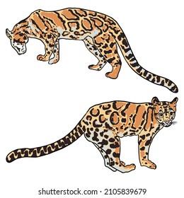 Leopard set, wild cat drawing, Clouded leopard from Himalayan. Hand drawn wildcat hunting. Vector.