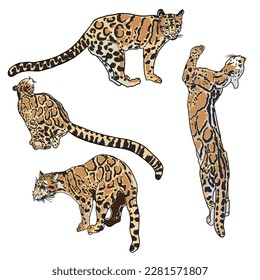 Leopard set, wild cat drawing, Clouded leopard from Himalayan. Hand drawn wildcat hunting. Vector.