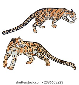 Leopard set, wild cat drawing, Clouded leopard from Himalayan. Hand drawn wildcat hunting. Vector.