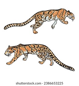 Leopard set, wild cat drawing, Clouded leopard from Himalayan. Hand drawn wildcat hunting. Vector.