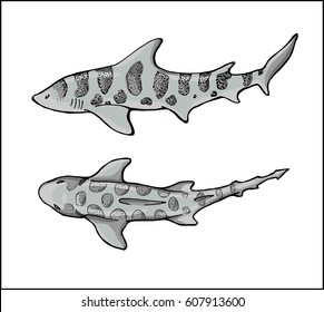 leopard shark in 2 colored isolated versions 