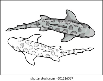leopard shark in 2 versions: color and contour