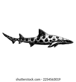 Leopard Shark hand drawing vector isolated on white background.