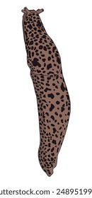 Leopard slug - hand drawn vector illustration.