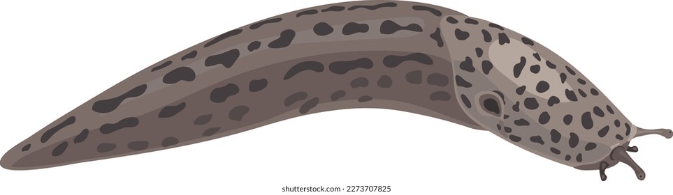 Leopard slug (Limax maximus) isolated on white background