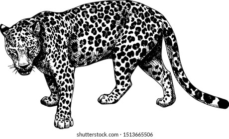 Leopard standing graphics hatching vector