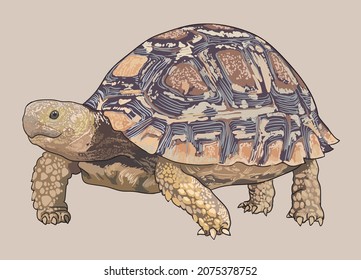 Leopard tortoise drawing, beautiful, art.illustration, vector