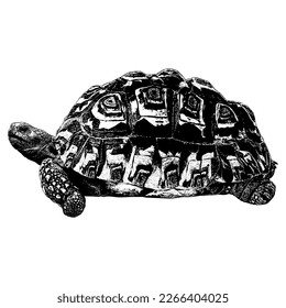 Leopard Tortoise hand drawing vector isolated on white background.