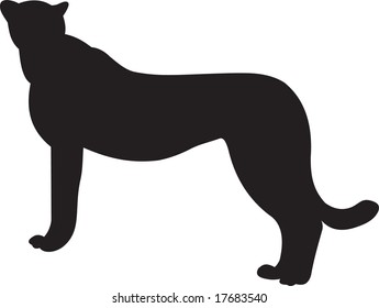 leopard, vector