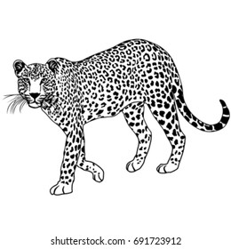 Leopard vector.