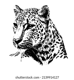 leopard Vector Design with White Background