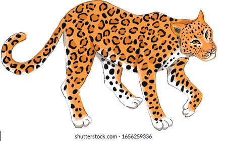 33,807 Cartoon leopard Stock Illustrations, Images & Vectors | Shutterstock