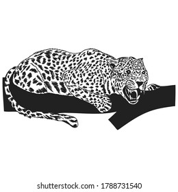 Leopard. Vector graphic drawing. Close-up. There are black, white, gray shades. Drawn by hand. Can be used for websites, stickers, collages, magazines, children's books.