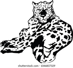 Leopard vector hand drawn drawing. Illustration isolated ob backgrond. Lepard reclining. Carnivor, mamal