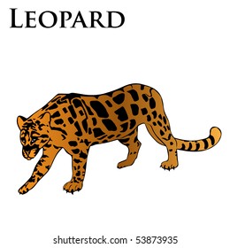 leopard vector illustration