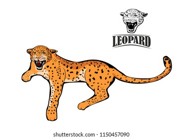 Leopard vector illustration, animals wild logo design