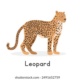 Leopard vector illustration, cartoon clipart character, animal in flat style. Wild animals, wild creatures, wildlife concept. Leopard vector design isolated on white background