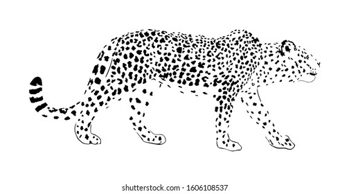 Leopard Vector Illustration Isolated On White Stock Vector (Royalty ...