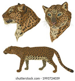 The leopard. Vector illustration isolated on a white background.