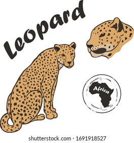 Leopard vector image isolated on white background. Leopard in full growth and profile head. African wild predatory cat. Animal panther with spotted skin. Ounce dangerous predator cat family jaguar.