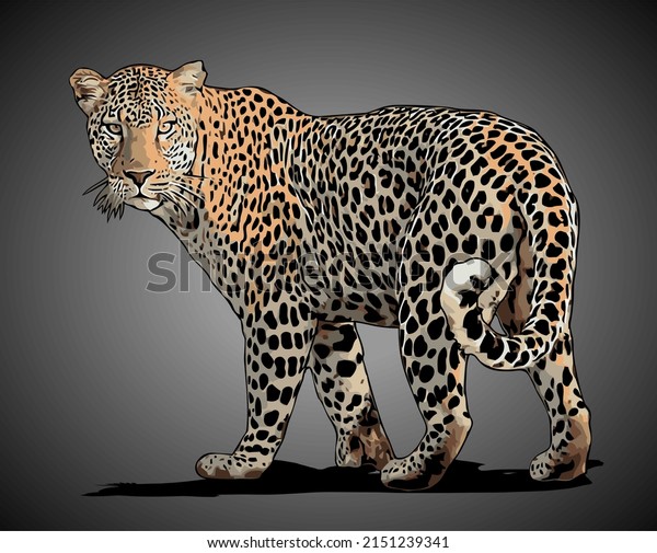 Leopard Walking Side View Vector Template Stock Vector (Royalty Free