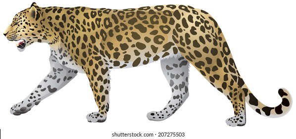 Leopard Walking, wild big cat realistic vector illustration