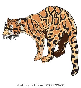 Leopard, wild cat drawing, Clouded leopard from Himalayan. Hand drawn wildcat hunting. Vector.