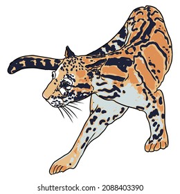 Leopard, wild cat drawing, Clouded leopard from Himalayan. Hand drawn wildcat hunting. Vector.