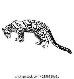 Leopard, wild cat drawing, Clouded leopard from Himalayan. Hand drawn wildcat hunting. Vector.