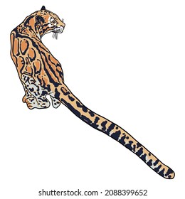 Leopard, wild cat. Hand drawn sketch of clouded leopard. Vector.