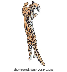 Leopard, wild cat. Hand drawn sketch of clouded leopard. Vector.