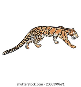 Leopard, wild cat portrait. Hand drawn sketch of clouded leopard. Vector.