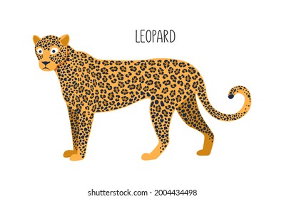 Leopard is a wild cat. Title. Vector flat illustration of animal isolated on white background.