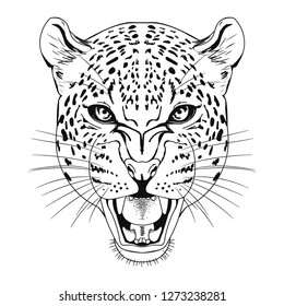 Leopard's head on a white background. A predatory beast bared its teeth.