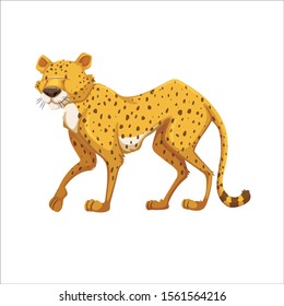 
Leopards on a white background