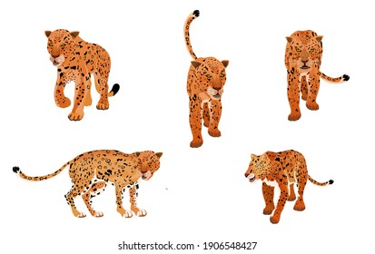  leopards set isolated on white vector illustration