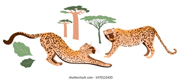 Leopards set. Leopard family. Illustration of a wild cat_