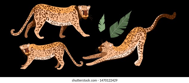Leopards set. Leopard family. Illustration of a wild cat_