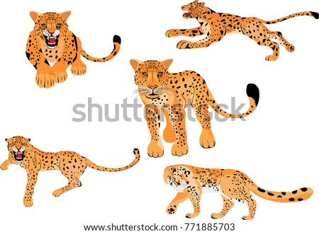 Leopards vector illustration isolated set. Big powerfull wild cats in different poses.
