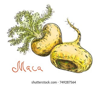 Lepidium meyenii, maca,  maca-maca, maino, ayak chichira, ayak willku. Vector illustration