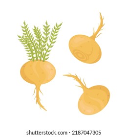 Lepidium meyenii. Maca. Vector set in a flat style on a white background.