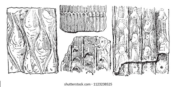 Lepidodendron crenatum bark, vintage engraved illustration. From Natural Creation and Living Beings.
