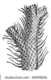 Lepidodendron, showing trunk and grass-like leaf blades, vintage engraved illustration. Dictionary of Words and Things - Larive and Fleury - 1895