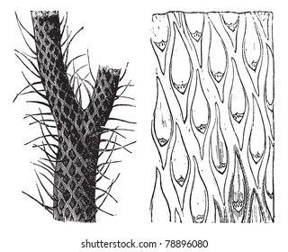 Lepidodendrón, grabado vintage, una planta de árbol primitivo extinta. Hojas de hoja tipo maletero y pasto (izquierda) y vistas de cicatrices de hoja en el maletero (derecha).  Enciclopedia Trousset (1886-1891)