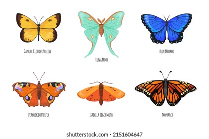 Lepidoptera-Schmetterlinge. Pfauenschmetterling, Schönheitsarten tropische Fliegeninsekt-Antenne Blüten zarten Flügel, heller Frühlingsmotte, Vektorgrafik. Schöne Insekten- und Monarchen-Schmetterlinge