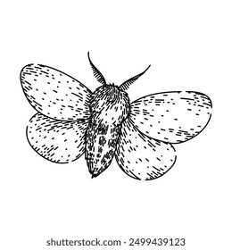 lepidoptera night moth hand drawn. scales flutter, crepuscular pheromones, chrysalis larvae lepidoptera night moth vector sketch. isolated black illustration